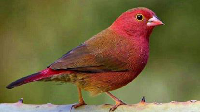 فنچ ردبیل