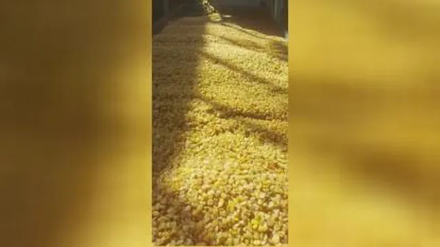 کشمش ملایر
