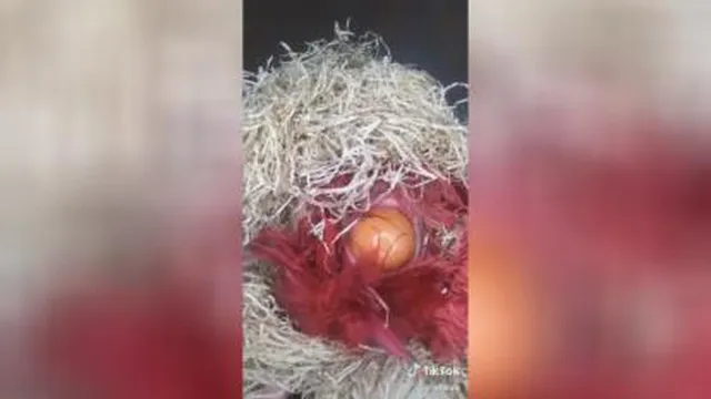 اینم کلیپ تخم گذاری مرغ