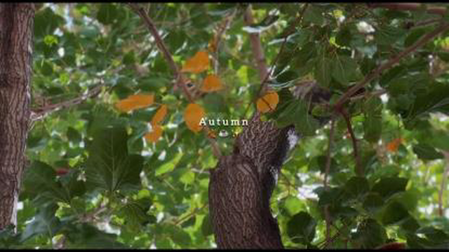 Fall