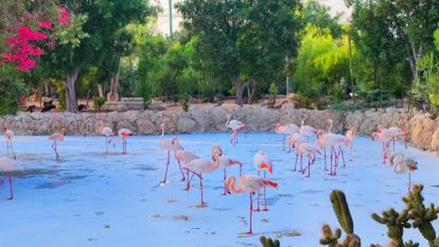 باغ پرندگان کیش با پرندگان جذاب😍