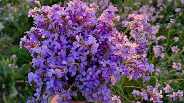 دشت گل جاده روستای دوان