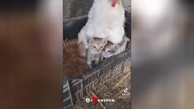 فوقالعاده شگفت انگیز