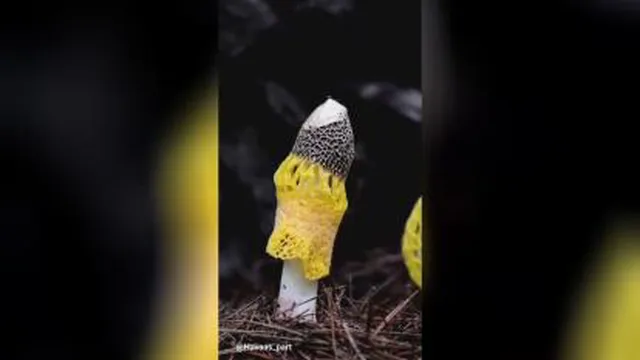 قارچ عروس