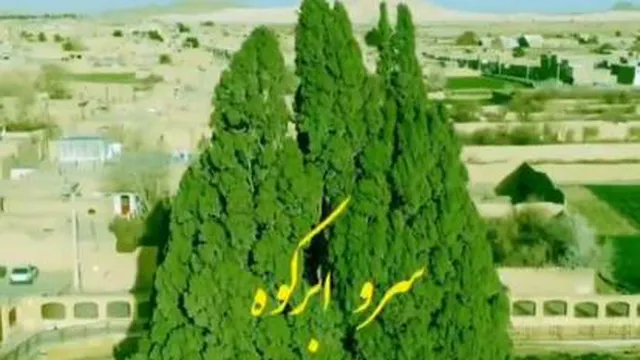 سرو ابرکوه