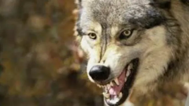 بی رحم ترین گرگ ها