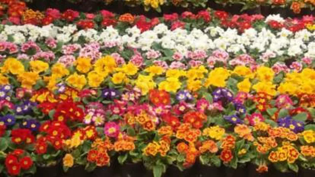 خل و چل بازی چ حال خوبی داره
