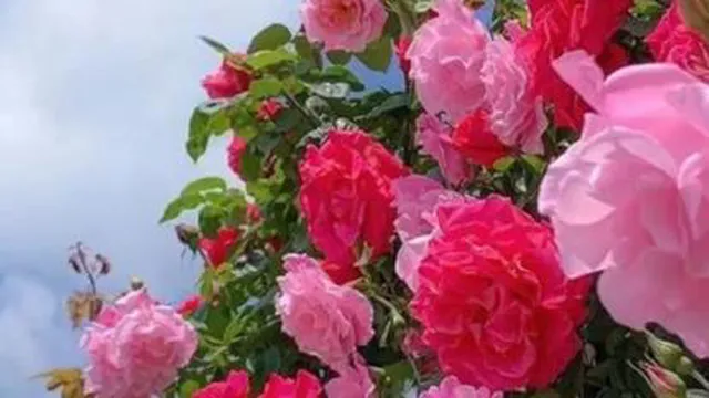 رنگ‌های شاد تاثیر مثبت دارند