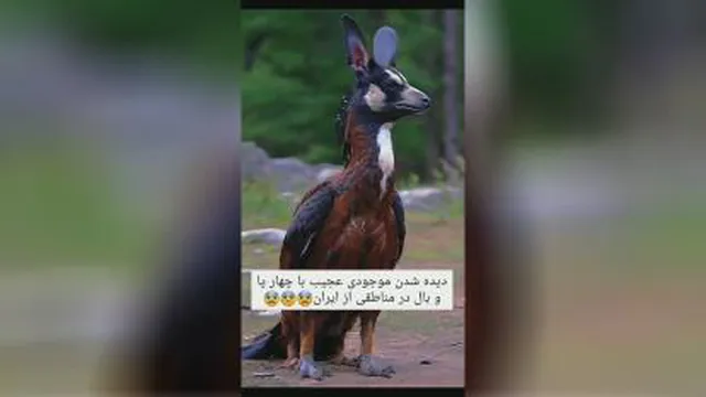 موجودی عجیب