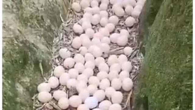 مرغ و مرغداری
