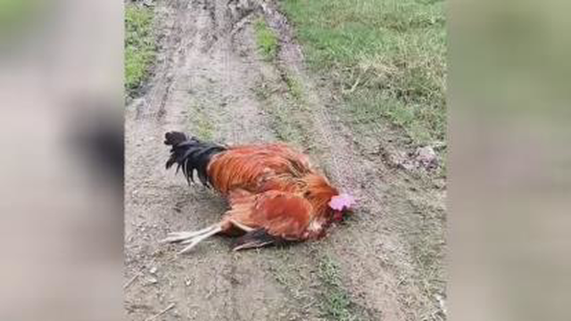 خانم مرغه فوت شده اقا خروسه عزا دار شده
