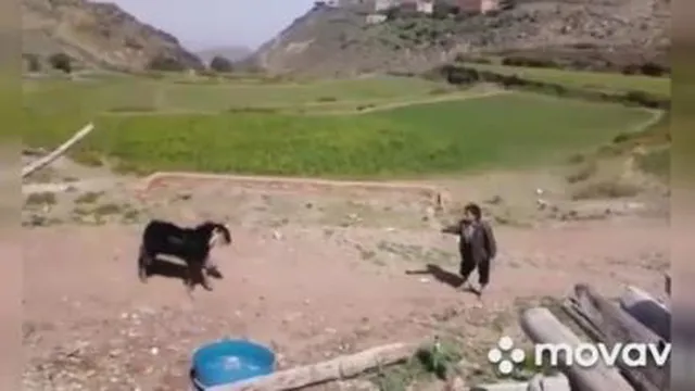اینما : بز فوتبالیست