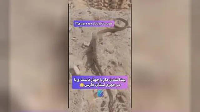 پیدا شدن مار چهار دست و پا در جهرم استان فارس