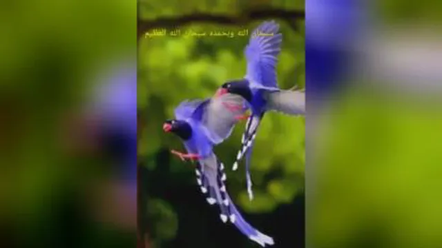 شگفتی های خلقت