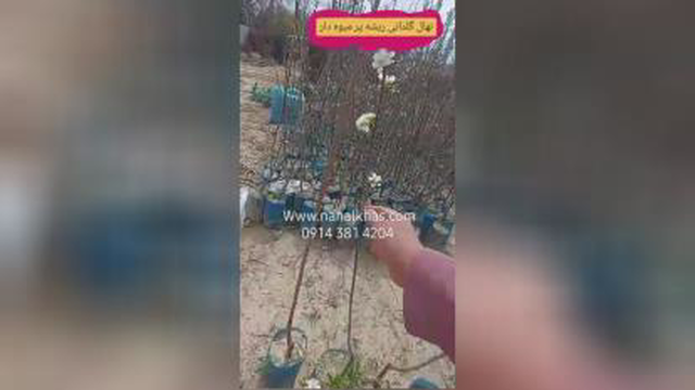 نهال گردو چندلر