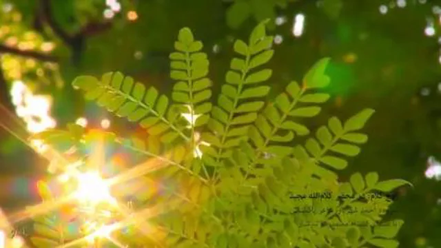 اوج کلام