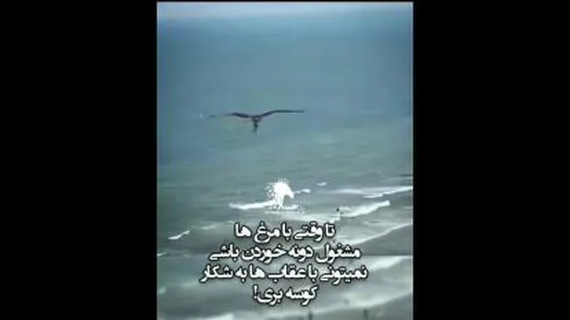 ویدیو انگیزشی درمورد عقابها