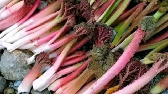 عاشقانه