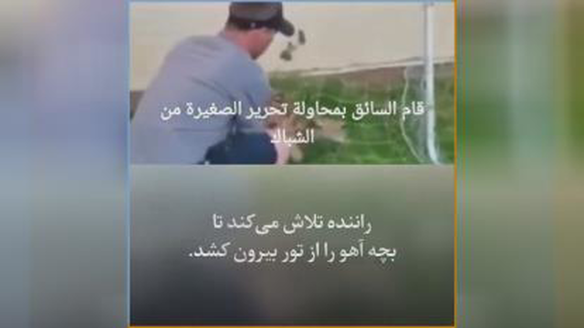 حرکت حیرت انگیزه آهو