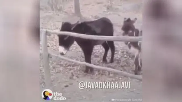 الاغ باهوش