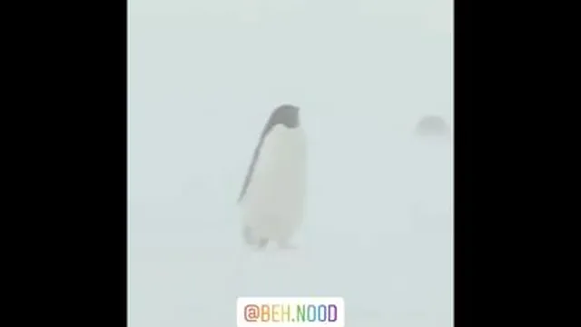 مه هست