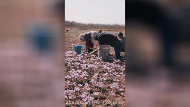 برداشت زعفران