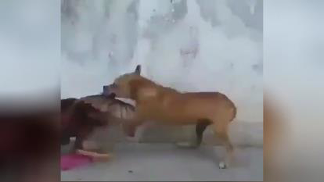 دعوای دوتا همسایه😂