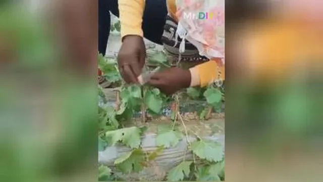 آموزش جهاد سرسبزی.