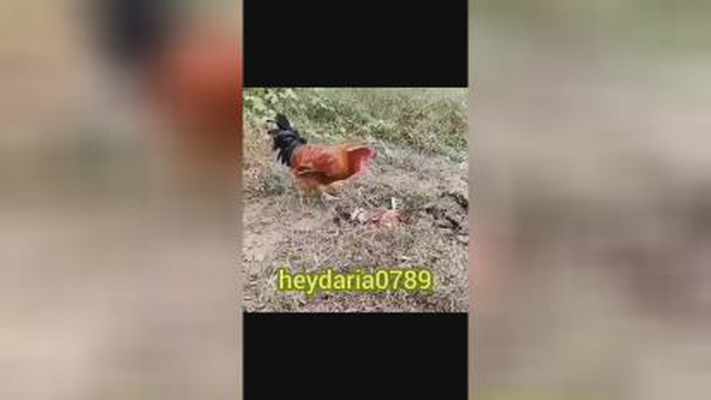 خروس وفادار