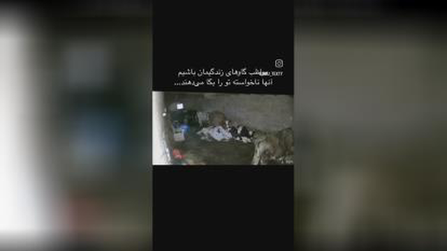 مواظب گاو های زندگیتون باشید