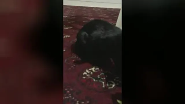 داستانهای اما گربه خانگی