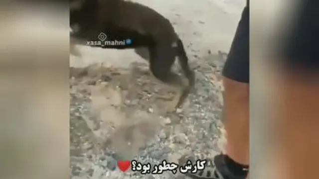 تشکر سگ از انسانی که جونشو نجات داد