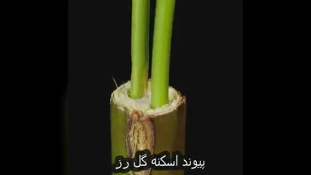 بهترین روش های پیوند درخت