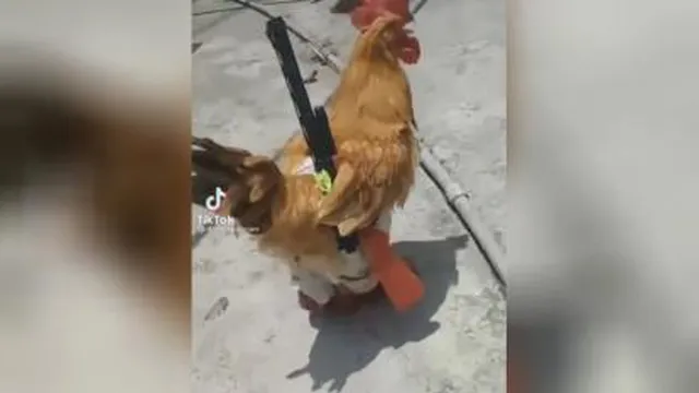کلانتر جدید محلمون