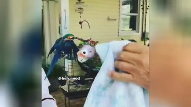 دستاتو بشور
