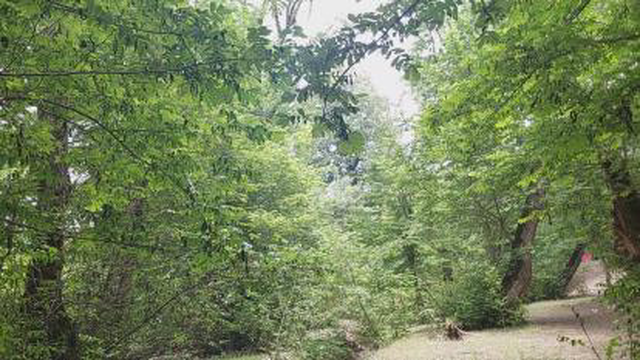 صدای طبیعت