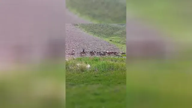 کوه‌ تفریح