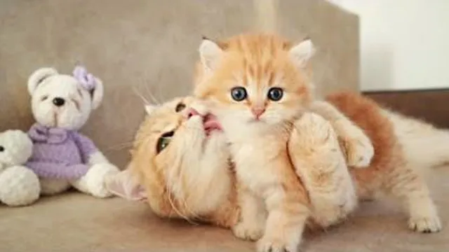 بازی گربه با بچه هاش