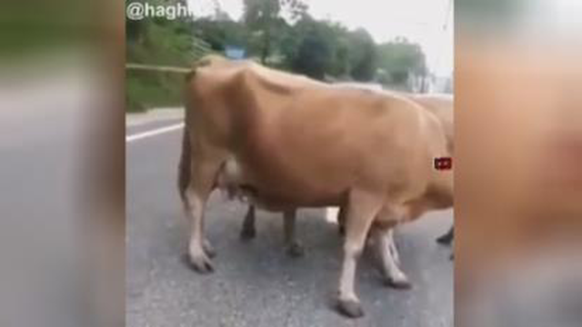 دارن باتری به باتری میکنن😂🤣