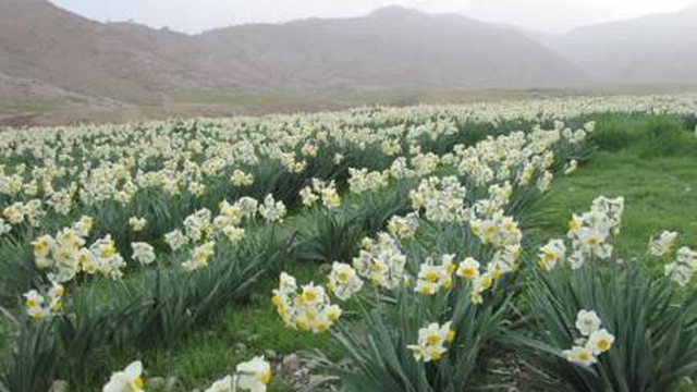 پیاز گل نرگس برای کاشت در باغچه