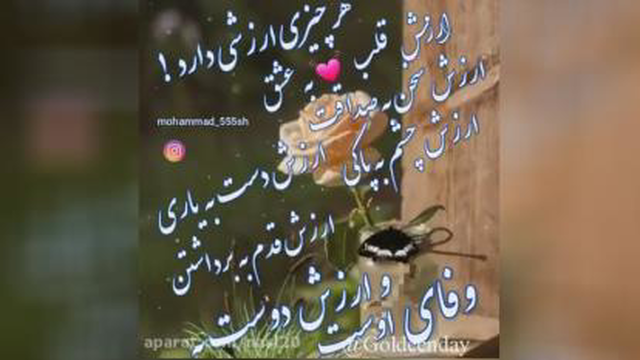 صبح زیبای شما بخیر