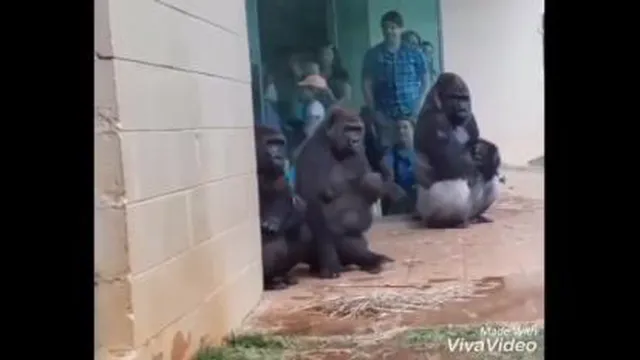 میمون