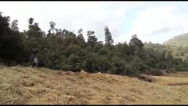 یک روز زیبا درجنگل وگندم زار