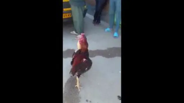 مبارزه خروس