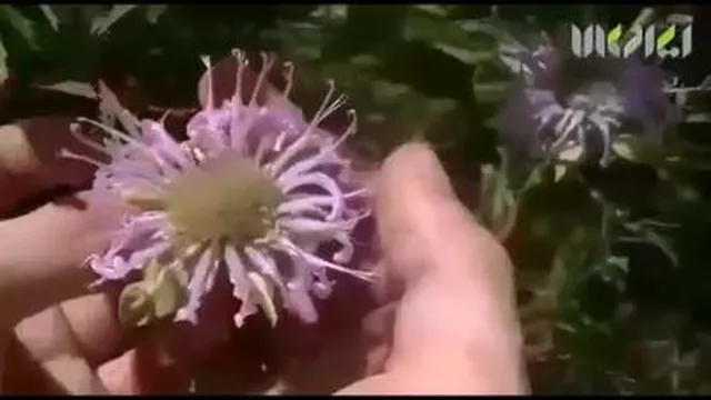 شرکت زرگیاه زاگرس