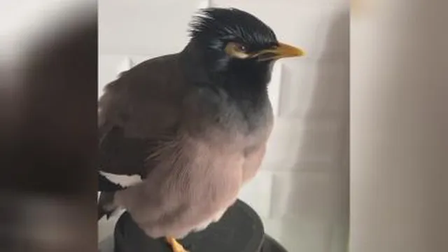 از خوبان تقلیدصدا😄
