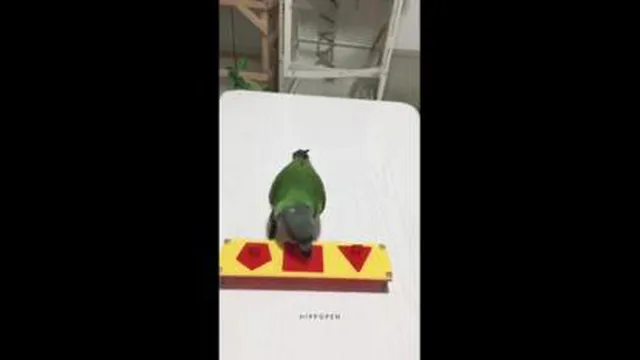به این میگن طوطی باهوش