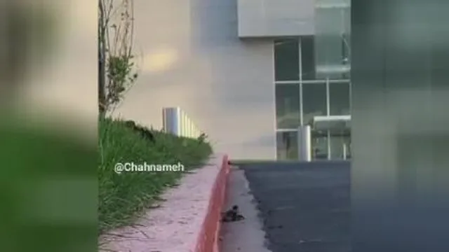 اولش آدم فکر میکنه چه مادر بیخیالیه که پرید و رفت، ولی آخرش... 😁😍