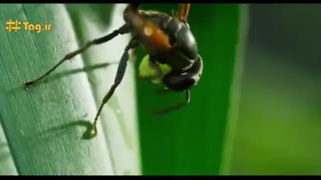 دفاع جالب قورباغه ی نر شیشه ای از تخم هایش