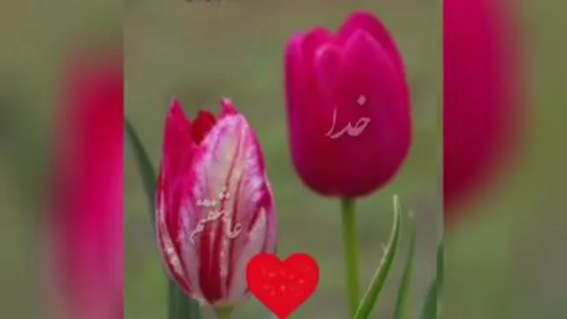 خدایا شکرت